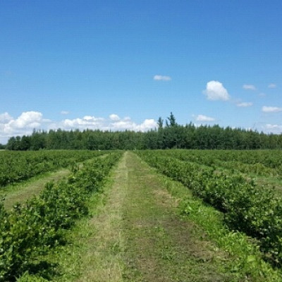 SIA Blueberry land - saimniecību bildes