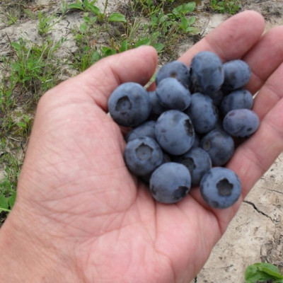 SIA Blueberry land - saimniecību bildes