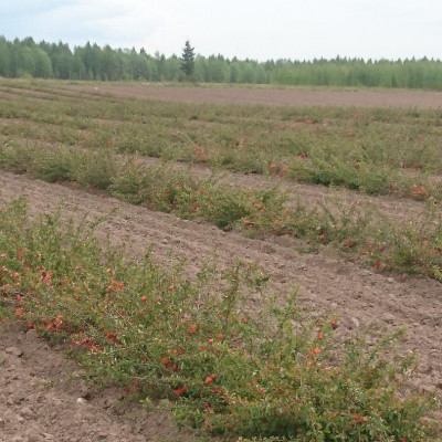 BULIŅI, Valkas rajona Smiltenes pagasta zemnieku saimniecība - saimniecību bildes