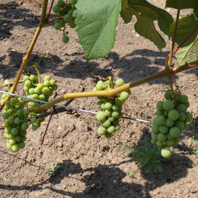 SIA Ziemeļu vīns - saimniecību bildes
