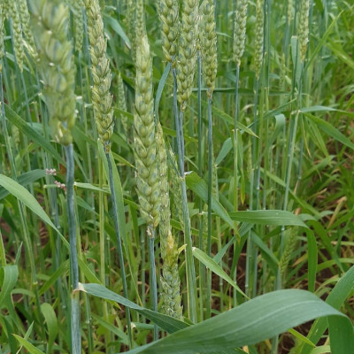 Agroresursu un ekonomikas institūts - saimniecību bildes