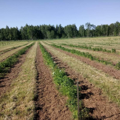 Sabiedrība ar ierobežotu atbildību Liepogas - saimniecību bildes