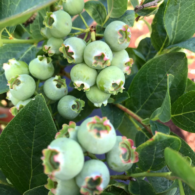 SIA Fruit Farm - saimniecību bildes