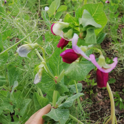 Sabiedrība ar ierobežotu atbildību Aloja Agro - saimniecību bildes