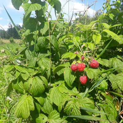 Lībagu pagasta zemnieku saimniecība “Svētgravas” - saimniecību bildes