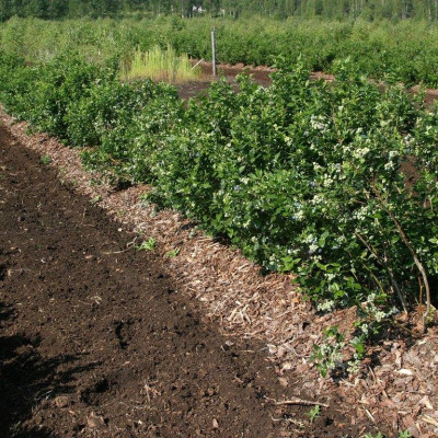 Bērzaines pagasta zemnieka saimniecība JAUNPUMPURI - saimniecību bildes