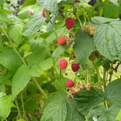 BAICIEMS, Cēsu rajona Stalbes pagasta zemnieku saimniecība - saimniecību bildes