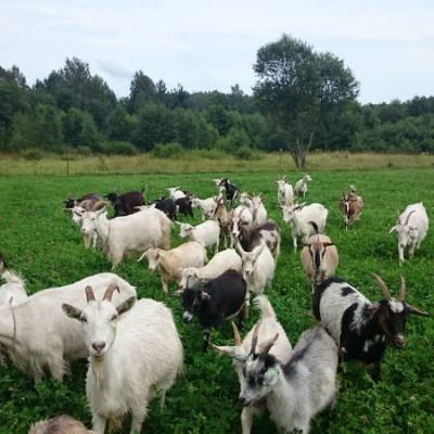 IK PILNVEIDO SEVI - saimniecību bildes