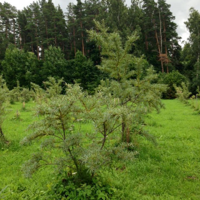 Kocēnu pagasta zemnieku saimniecība MEŽMALAS-1 - saimniecību bildes