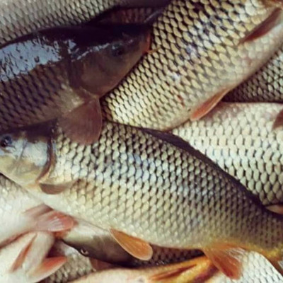 Sabiedrība ar ierobežotu atbildību PURE FISH - saimniecību bildes