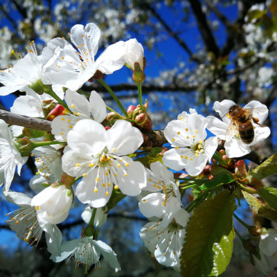 Sabiedrība ar ierobežotu atbildību Baltic Bee - saimniecību bildes