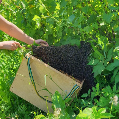 Viesītes novada Elkšņu pagasta zemnieku saimniecība Vecumnieki - saimniecību bildes